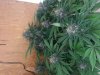 Crown of cream D78.jpg