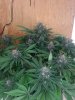 Crown of cream D78.jpg