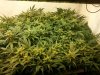 Blue Amnesia xxl D79 plant2.jpg