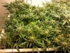 Blue Amnesia xxl d79 plant 1.jpg