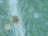 leafstem2.jpg