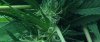baby trichomes.jpg baby trichomes.jpg