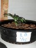 LD 10s.jpg