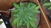 SBR Top View- Day 25.jpg