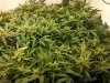 Blue Amnesia xxl D85 #2.jpg