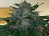 Black cream D85 tip top.jpg