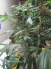 IMG_0005.jpg