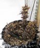 Oldster Bubbly Blues 1-3 Day 140.JPG