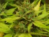 grow1 pic 2 035.jpg