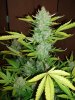 grow1 pic 2 015.jpg