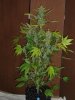 grow1 pic 2 017.jpg