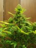 grow1 pic 2 038.jpg