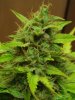 grow1 pic 2 034.jpg