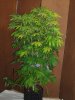 grow1 pic 2 008.jpg