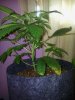 Candy Kush Mother (3).jpg