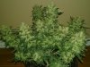 AB1_70 (8).jpg