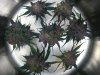 B.C tip in nuggets D91.jpg