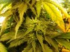 15b Auto Lemon Haze - Week 8.jpg