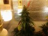 18 Auto Lemon Haze - Week 9.jpg