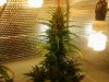 19 Auto Train Wreck - Week 9.jpg