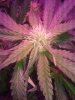 ccday55cola.jpg