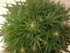 G13 A.k Day 93.jpg
