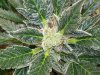 G13 A.k crown D93.jpg