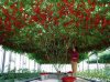 tomato tree.jpg