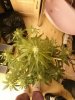Auto Purple Amnesia (1).jpg