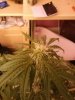 Auto Purple Amnesia (3).jpg