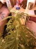 Auto Purple Amnesia (5).jpg