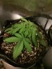 2-5-2015 Auto Berry Grow day 26 051.jpg