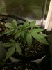 2-5-2015 Auto Berry Grow day 26 053.jpg