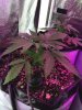 2-7-2015 Auto Berry Grow noontime 005.jpg 2-7-2015 Auto Berry Grow noontime 005.jpg