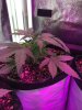 2-7-2015 Auto Berry Grow noontime 006.jpg 2-7-2015 Auto Berry Grow noontime 006.jpg