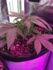 2-7-2015 Auto Berry Grow noontime 007.jpg 2-7-2015 Auto Berry Grow noontime 007.jpg