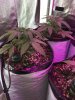 2-9-2015 Auto Berry Grow day 30 018.jpg