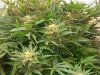 G13 D99.jpg