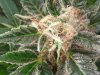 G13 d99 close up.jpg