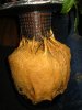 roots n all 001.jpg