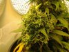 24b Auto Lemon Haze - Week 11.jpg