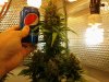 25 Auto Sweet Train Wreck - Week 11.jpg