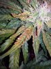 leafdeath.jpg