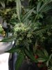 bud4.jpg