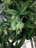 bud3.jpg
