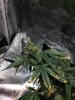 bud1.jpg
