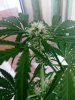 skunk 3.jpg