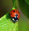 Lady-beetle.jpg