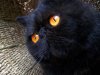 black_cat_yellow_eye_wallpapers.jpg