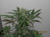 IMG_4897 - Copy.jpg